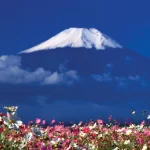 A vibrant scene of Mount Fuji surrounded by an abundance of colorful flowers in full bloom, showcasing nature's beauty.